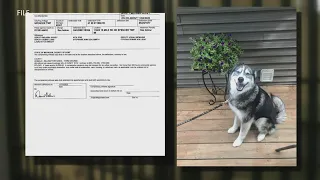 Felony case advances against man charged with shooting neighbor’s dog