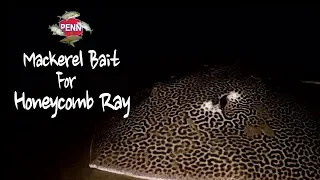 Mackerel Bait for Honeycomb Rays