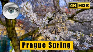 Prague Walking tour at Lesser Town and Petřín hill - A sense of spring 🇨🇿 Czech Republic 4k HDR ASMR