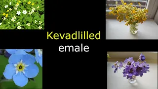 Kevadlilled emale