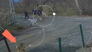 Number 1 Wolf Killer: Top 10 Moments Kangals Attack Wolves