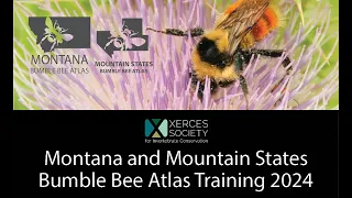 Montana and Mountain States Bumble Bee Atlas Training 2024