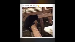 Hilarious cat slaps 😂 #shorts ￼