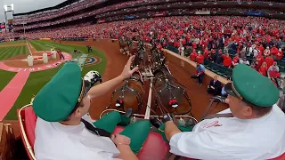 Budweiser Clydesdales - View From the Hitch | Opening Day 2022