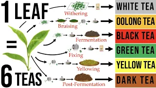 Tea Processing Explained in Full: How Raw Tea Leaves are Transformed into the 6 Major Tea Types