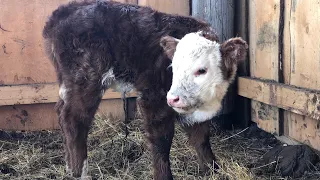 Отёл коровы , пополнение на нашей ферме 🐄