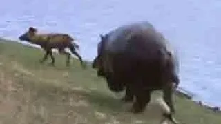 Wild Dogs vs Hippos vs Impala - Latest Sightings