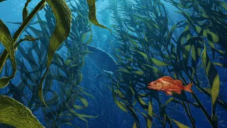 Learn to Draw: Kelp Forests