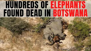 Elephant deaths: Mystery after hundreds of animals die in Botswana