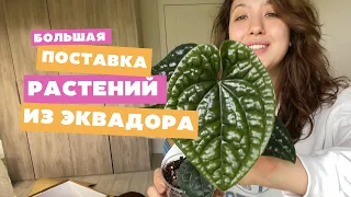 Большая распаковка из Эквадженеры | Закупка из Эквадора