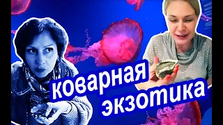 УСТРИЦЫ и ЛЯГУШКИ На Ужин Вместо Медуз. Музей ЖИВЫХ Медуз в Киеве. Экзотическая Еда, Цены в Киеве