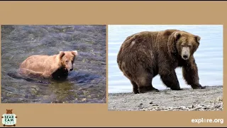 Subadults: Life of a Teenage Brown Bear | Live Chat
