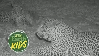 Father and Daughter Leopards, Tingana and Tlalamba, Greet Each Other