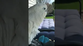 First time my cockatoo has said, "Hey baby bird."  Adorable...