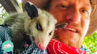 Baby Opossum Thinks This Man Is Her Mom. He Doesn't Mind! | Cuddle Buddies