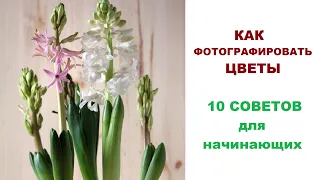 Как фотографировать цветы. 10 советов для начинающих.