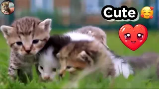 Tiny chatons mignons  🥰 Tiny cute kitten - Compilation #chaton #animaux #cute #mignon  #compilation