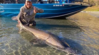 MONSTER STURGEON! {Catch Clean Cook} AWESOME BEAST!