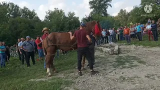 КОНІ В РОБОТІ. КІННИЇ ЯРМАРОК В ЗАБЛОТОВІ. КОНІ В УКРАЇНІ.