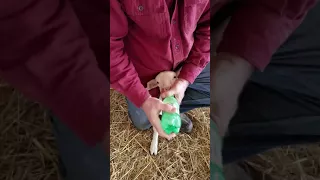 How to start a lamb on a bottle