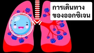 การเดินทางของออกซิเจนในร่างกายของคุณ