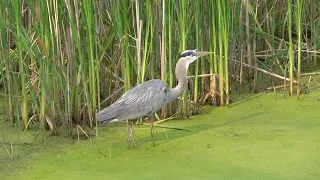 Great Blue Heron  is attacked by Red-winged Blackbird