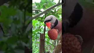 Funny video of animal birds