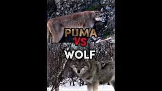 Puma Vs Wolf