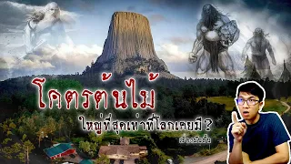 ปริศนาตอไม้ขนาดยักษ์ ที่หลายคนเชื่อว่าถูกยักษ์ตัดไป | เรื่องมันสั้น