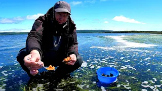 Everything is filled with seafood. Collecting shellfish at low tide.