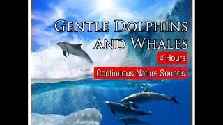 Sounds of the Sea with Gentle Dolphins and Whales