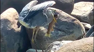 Heron Fishing on the Merced River