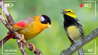 Forest Birdsong Nature Sounds - Wildlife Sound of Birds Singing, Mindfulness Meditation for Sleeping