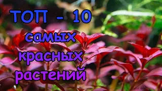 ТОП 10 САМЫХ КРАСНЫХ АКВАРИУМНЫХ РАСТЕНИЙ