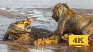 Lion VS Crocodile Great Battle - Most AmazingMoments OF Wild Animal Fight. Discovery WildAnimals