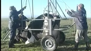 Máquina para levantar vacas caídas