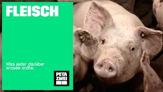 Fleisch – Was jeder darüber wissen sollte // PETA ZWEI