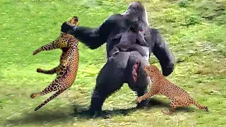 40 Moments When A Leopard Attacks A Gorilla Protecting Its Baby, What Happens Next? | Animal Fight