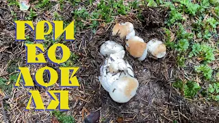 Молоденькі білі гриби в Карпатах. Гриболовля - 38 / PORCINI MUSHROOMS