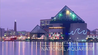 Baltimore National Aquarium Mini Tour