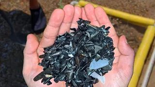 We Found Over a THOUSAND Shark Teeth on Topsail Beach! - Fossil Hunting