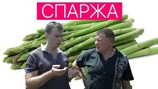 СПАРЖА   выращивание и уход. ДЕЛИКАТЕС который может вырастить каждый