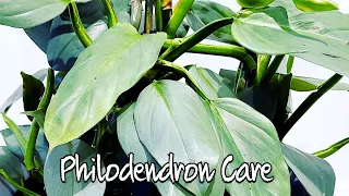 Philodendron Silver Sword / Hastatum Plant Care 101