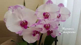 Обильное цветение моих орхидей на 19 мая 2018 часть 1 | Flowering of my orchids | Орхидея | Orchids