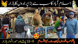 itwar Bazar islamabad birds | Islamabad sunday birds market | Parrots | Pigeons | Rabbits | Aseels