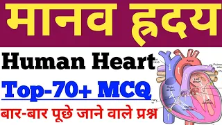 मानव ह्रदय के प्रश्न,HUMAN HEART MCQ,रक्त परिसंचरण तंत्र के प्रश्न,BLOOD CIRCULATING SYSTEM MCQ,SSC