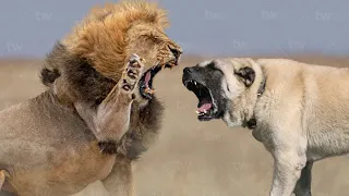 Kangals Bite Can't be Defeted even from a Lion!