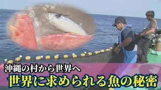 沖縄の村の魚を世界のミシュラン店が買い付けも　海外輸送に耐えうる“鮮度”の秘密は？