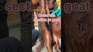 Cesarean section in goat l dr umar khan