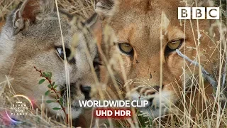 Puma mum risks serious injury hunting guanaco for hungry cubs - Seven Worlds, One Planet | BBC Earth